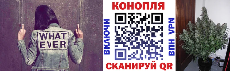 Шишки марихуана семена  Магас 